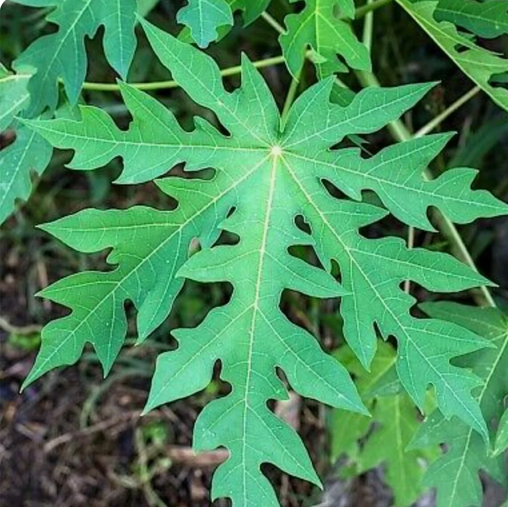 Papaya Seeds - Picture 3 of 5